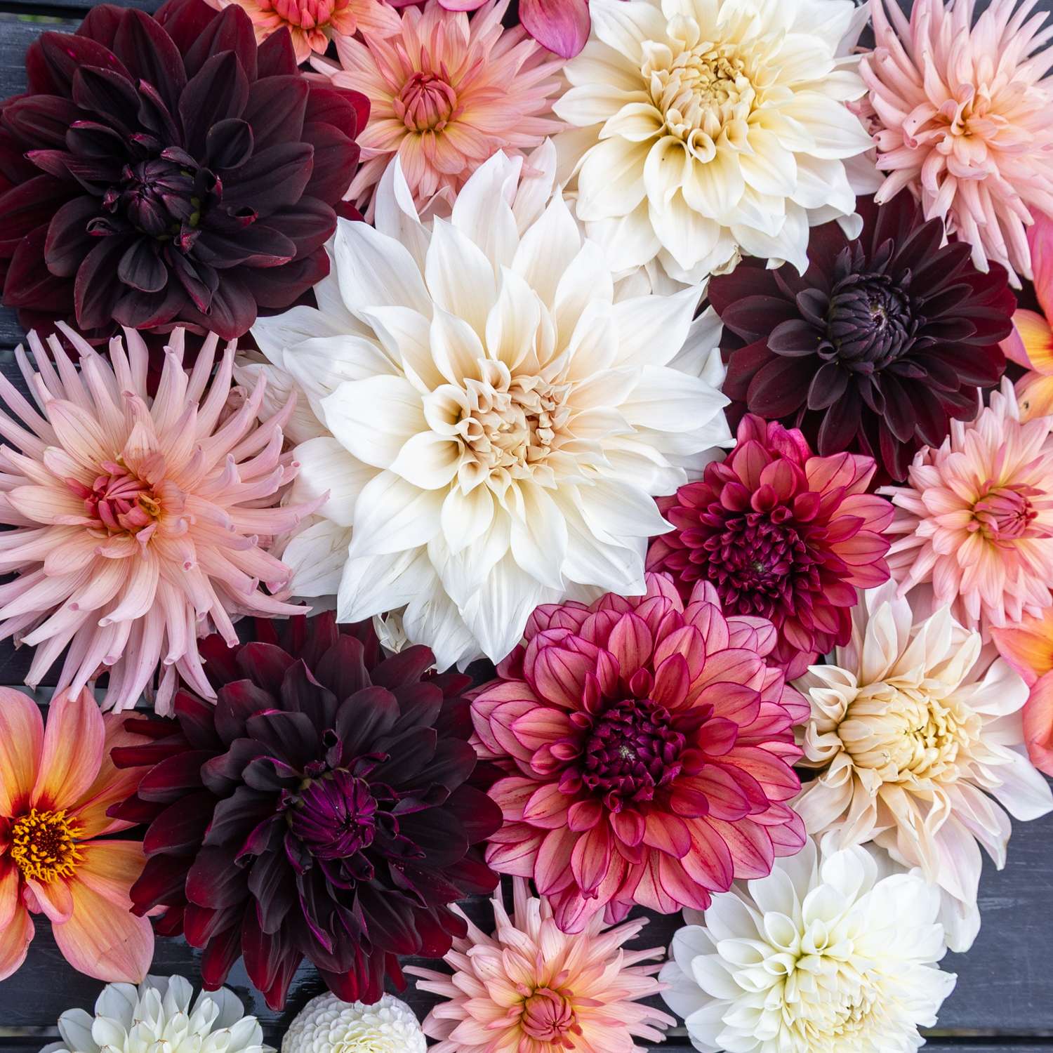 Mélange de dahlias 'Embers'